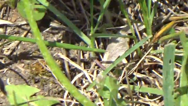 Как выглядит сверчок и что делают сверчки как выглядят сверчки смотреть онлайн