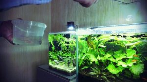 Гуппи заехали в новый дом.  Получились красивые самцы.