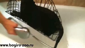Как правильно мыть кота