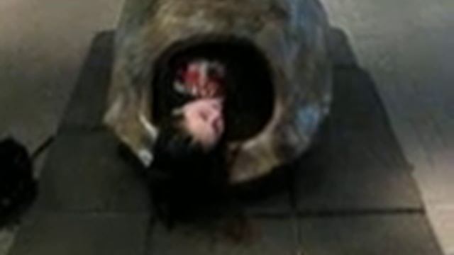 Dode schildpad смотреть онлайн