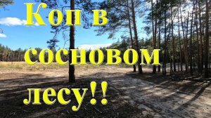 Коп в сосновом лесу с новой катушкой для Minelab X Terra 705