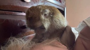 Macaque Monkey Grooming Her Human