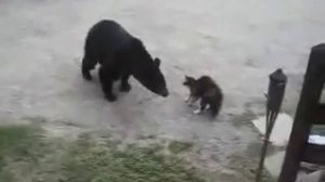 кошка против медведя.flv