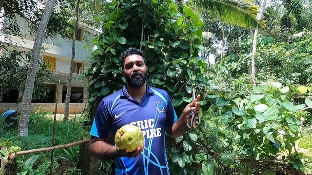 ഔഷധഗുണമുള്ള ആകാശവെള്ളരി, granadilla ,giant passion fruit смотреть онлайн