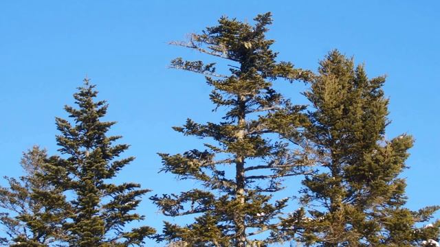 ?Picea jezoensis / 蝦夷松（エゾマツ）/ Yezo spruce смотреть онлайн