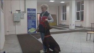 Доберман Вика. Занятие по дрессировке (ОКД): команда Рядом. Тольятти, 12 октября 2017.