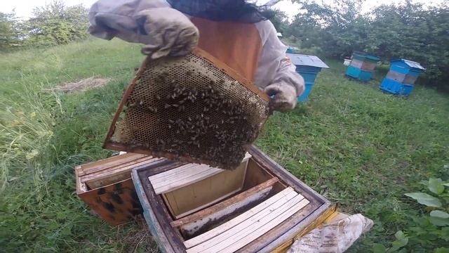 Тайная Жизнь Пчеловодов . Часть 2. Летняя медитация. Ханг  (Crescere tanquam favus)