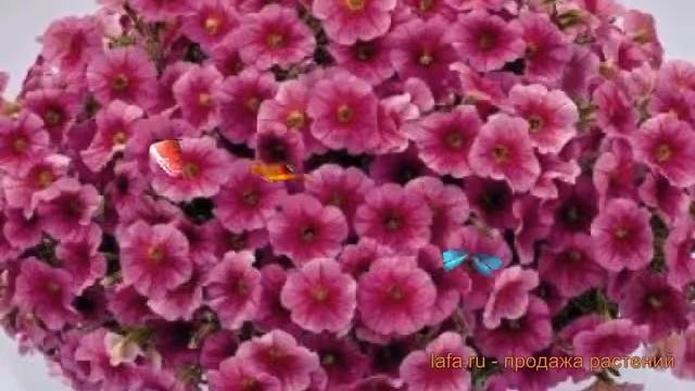 Петуния ампельная Саксесс Пинк Вейн ? обзор: как сажать, семена петунии Саксесс Пинк Вейн смотреть онлайн