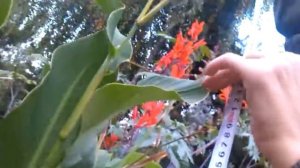 СадоМазоВодство / Канны - высотой три метра