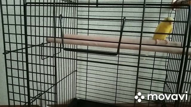 Как приручить к рукам волнистого попугайчика смотреть онлайн