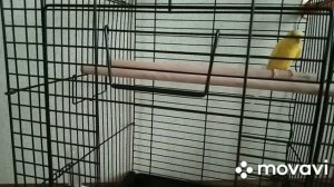 Как приручить к рукам волнистого попугайчика