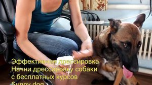 Собака порезала лапу, что делать? Как бинтовать собаке лапу правильно?