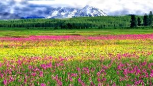 Гр ,Лесоповал(тайга моя красавица)