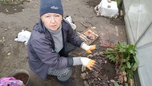 Подготовка клематиса к зиме второй группы обрезки . Часть 2 . Clematis .