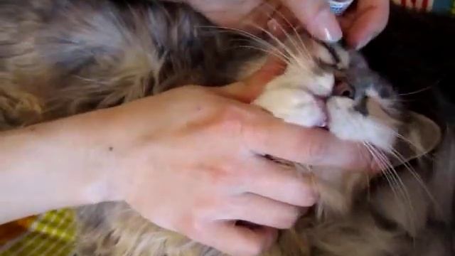 Как закапать капли в глаза кошке? смотреть онлайн