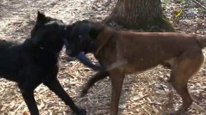 Наблюдение за поведением собак, малинуа приносит овчарке игрушку