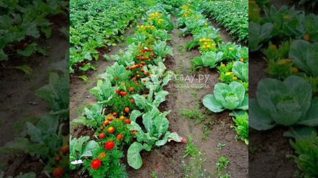 Природа - Летние мотивы                        муз. Сергея  Чекалина смотреть онлайн