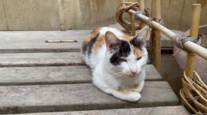 ?? Великолепный Азербайджан с Александром Тепляковым. #азербайджан #баку #гобустан #хызы #туризм