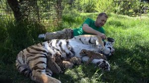 САЛОН  КРАСОТЫ  для амурской тигрицы !!! Такое вы нигде не увидите .Тайган .Крым