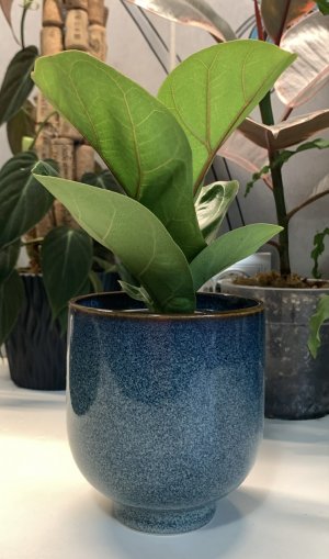 Фикус Лирата Эксперимент ?