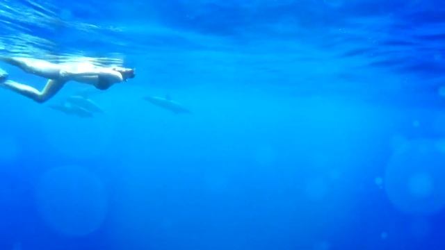 ЛЮДИ ЖЕНЯТСЯ НА ЖИВОТНЫХ! ДУМАЛ ЭТО ШУТКА? смотреть онлайн