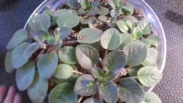 Violetas africanas la mejor maceta para que crezcan grandes y felices chuyito jardinero смотреть онлайн