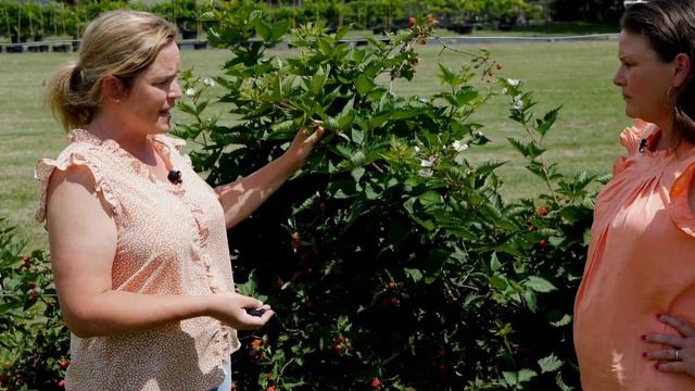 Get It Growing: Prime-Arc Traveler blackberries have many advantages смотреть онлайн