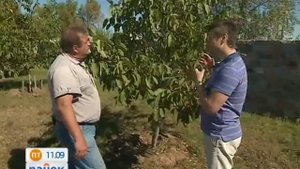 Орех - сложное дерево для садоводов