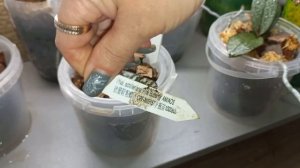 Залей Орхидеи с Точкой роста и Она Троница в пост _ Подкормка Орхидей не в горшок