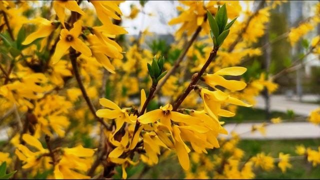 Е. Евтушенко. Когда взошло твоё лицо #стихиолюбви #поэты20века