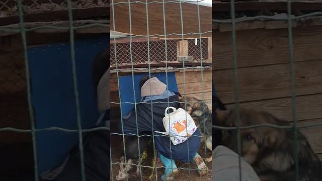 Утепление будки щенкам в приюте ?? смотреть онлайн