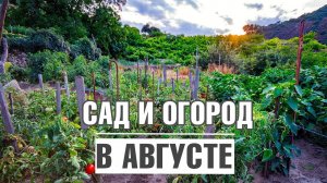Срочно!! Успейте сделать это в саду и на даче до конца лета  ✔️ Основные работы на даче в августе