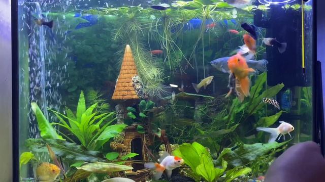 Как добиться кристально чистой воды в аквариуме. СЕКРЕТ!!!
