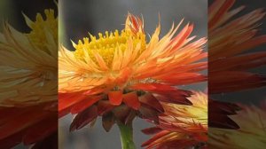 "Осенние цветы" Светлана Машкина.