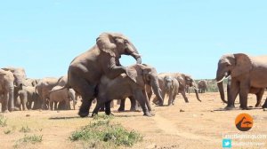 Mating Elephants