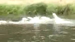 Форель на нересте