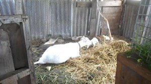 Окот у козы, как определить пол козленка.