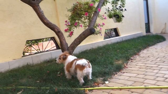 Все собаки и коты любят рыбу. All cats and dogs love fish. Одесса. смотреть онлайн