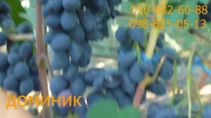 УЛЬТРАРАННИЕ ФОРМЫ ВИНОГРАДА 2020 г.  ВИТАЛИНО , ДОМИНИК , ОГНЕННЫЙ.