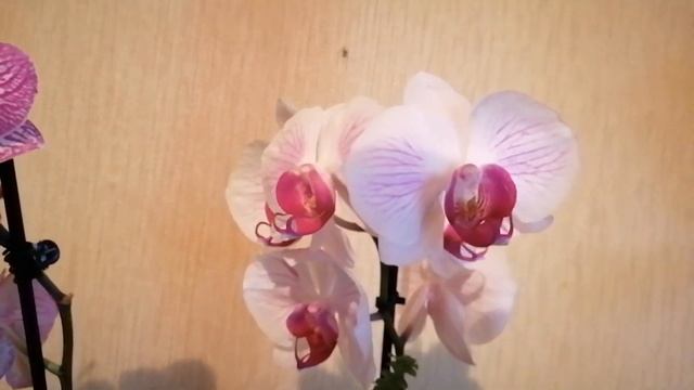 Комфортные условия для роста орхидей зимой. смотреть онлайн