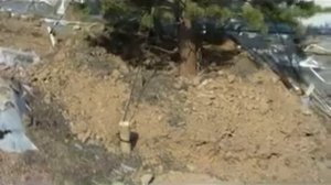 Посадка крупномеров сосен: как закрепить после посадки? Смотри тут!