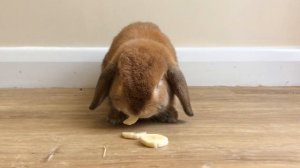 Mini Lop Rabbit eating Banana