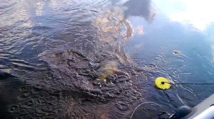 Крупный окунь на твистер