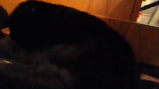 Мои любимые животные🐕🐈🐶 смотреть онлайн