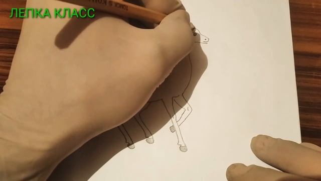 Как нарисовать Оленя, рисунки для срисовки смотреть онлайн