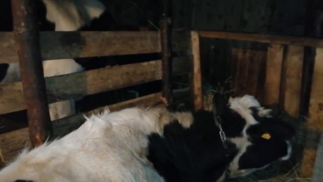 В САРАЯХ НЕ ОСТАЛОСЬ СВОБОДНОГО МЕСТА!КОЛЛЕКЦИЯ РАЗНЫХ ПОРОД КОРОВ И ТЕЛЯТ!СРОЧНО КОГО ТО ПРОДАТЬ?!