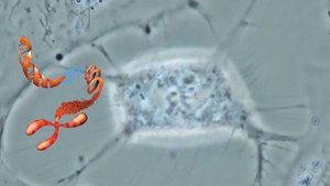 Деление человеческих клеток под микроскопом. Митоз