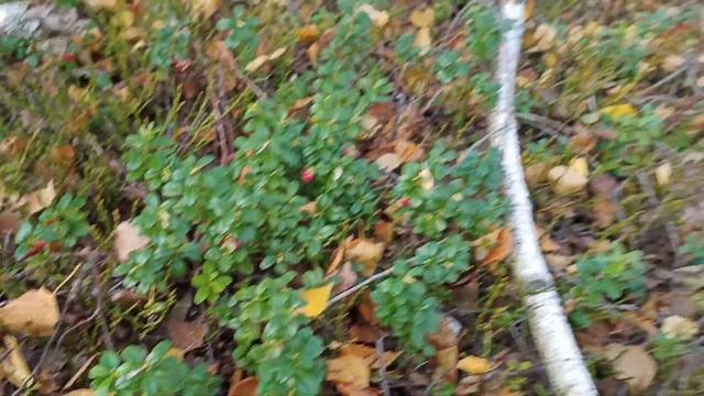 Поход с группой на белого 16 октября 2022 г. Белый гриб. смотреть онлайн