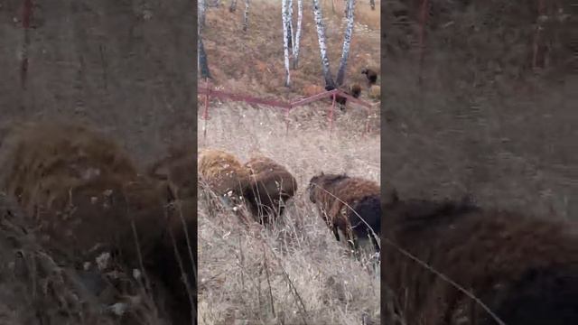 бараны на пасутся смотреть онлайн