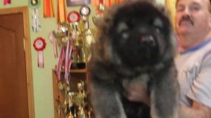 Кавказская овчарка "Золото Кавказа"